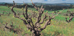 Old vines of Clarendon Vineyards